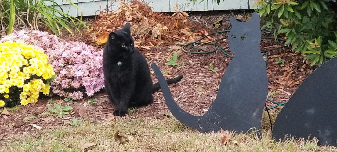 Black Cat by Mums