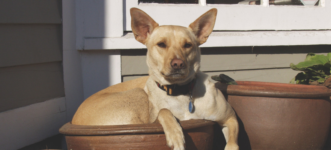 Dog enjoying the sun