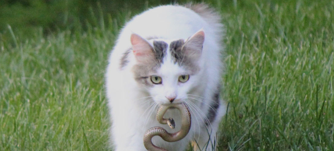 Cat carrying Snake